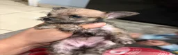 Chorkie dogs for sale: Chorkie 2 - Ad 2