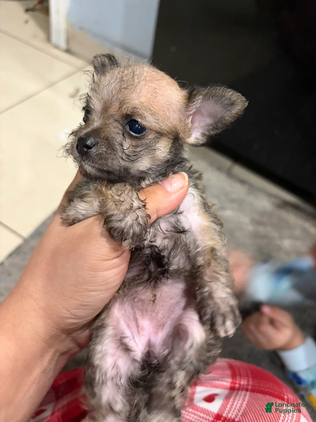 Chorkie dogs for sale: Chorkie 2 - Ad 2