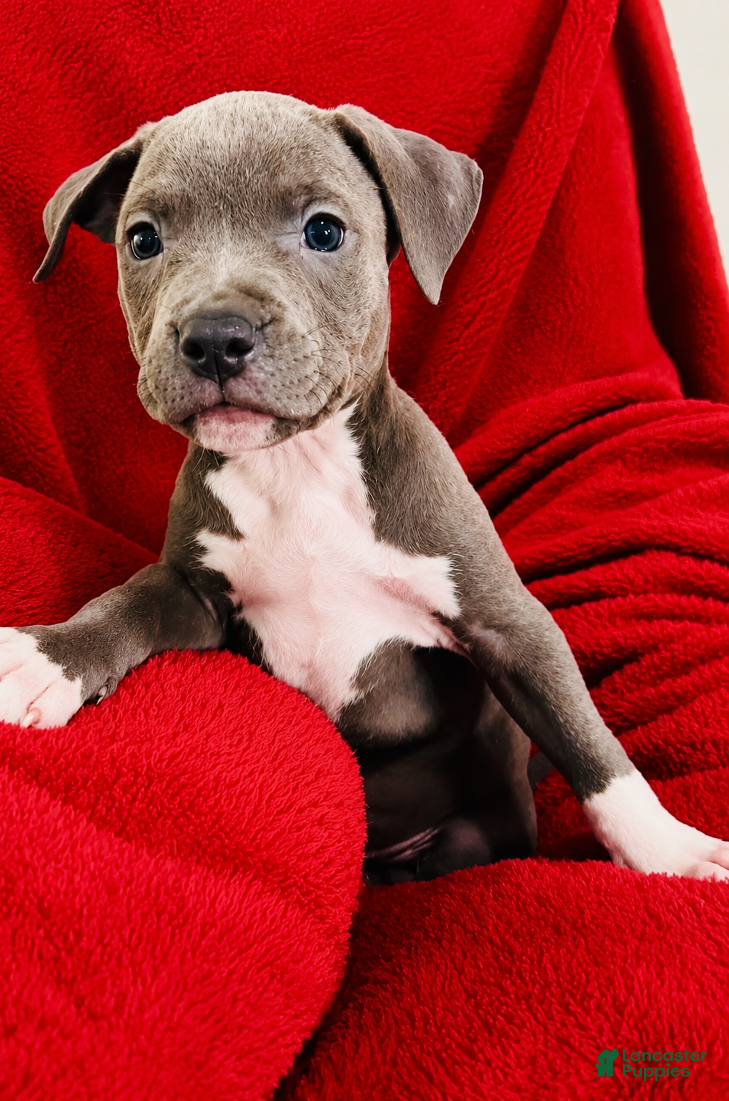 American Pit Bull Terrier dogs American Pit Bull Terrier 2 - Ad 20