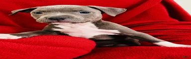 American Pit Bull Terrier 2