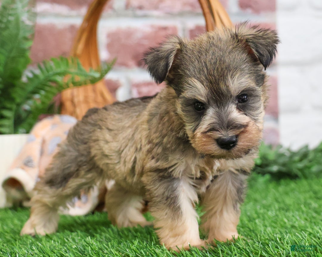 Miniature Schnauzer dogs for sale: Thor - Ad 8