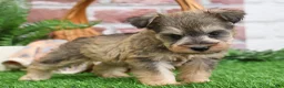 Miniature Schnauzer dogs for sale: Thor - Ad 15