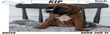 Kip