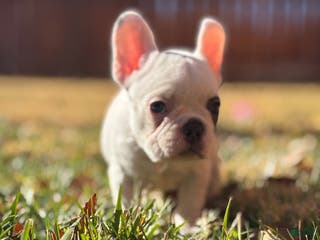 French Bulldog dogs Maislee - Ad 19