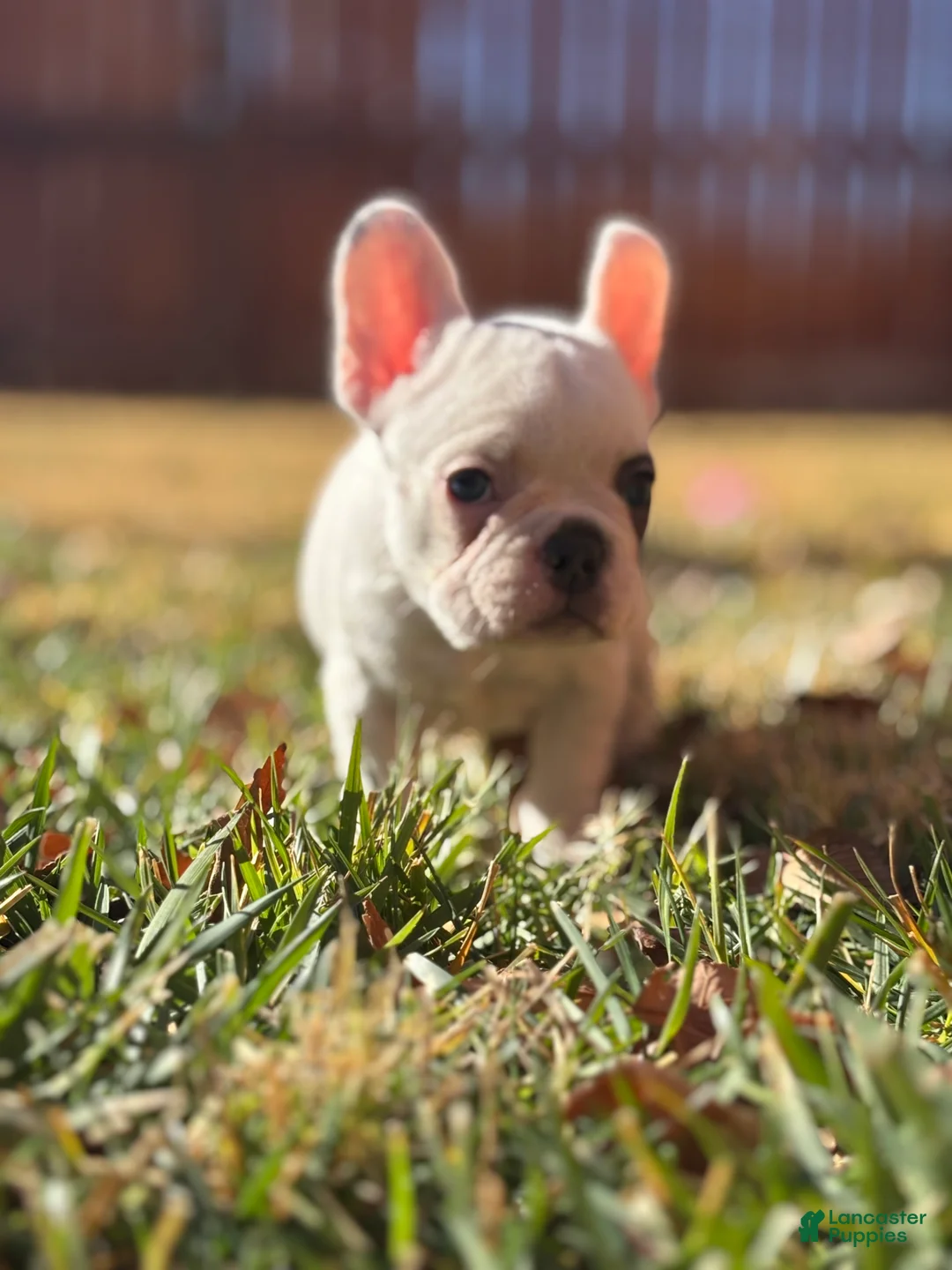 French Bulldog dogs for sale: Maislee - Ad 11