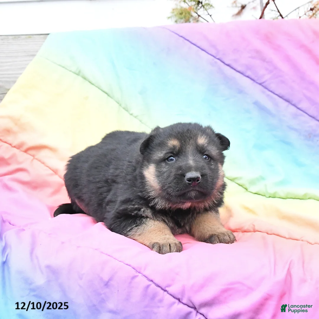 German Shepherd dogs for sale: Lily - Ad 5