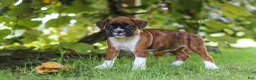 Boxer dogs for sale: Dally - Ad 5