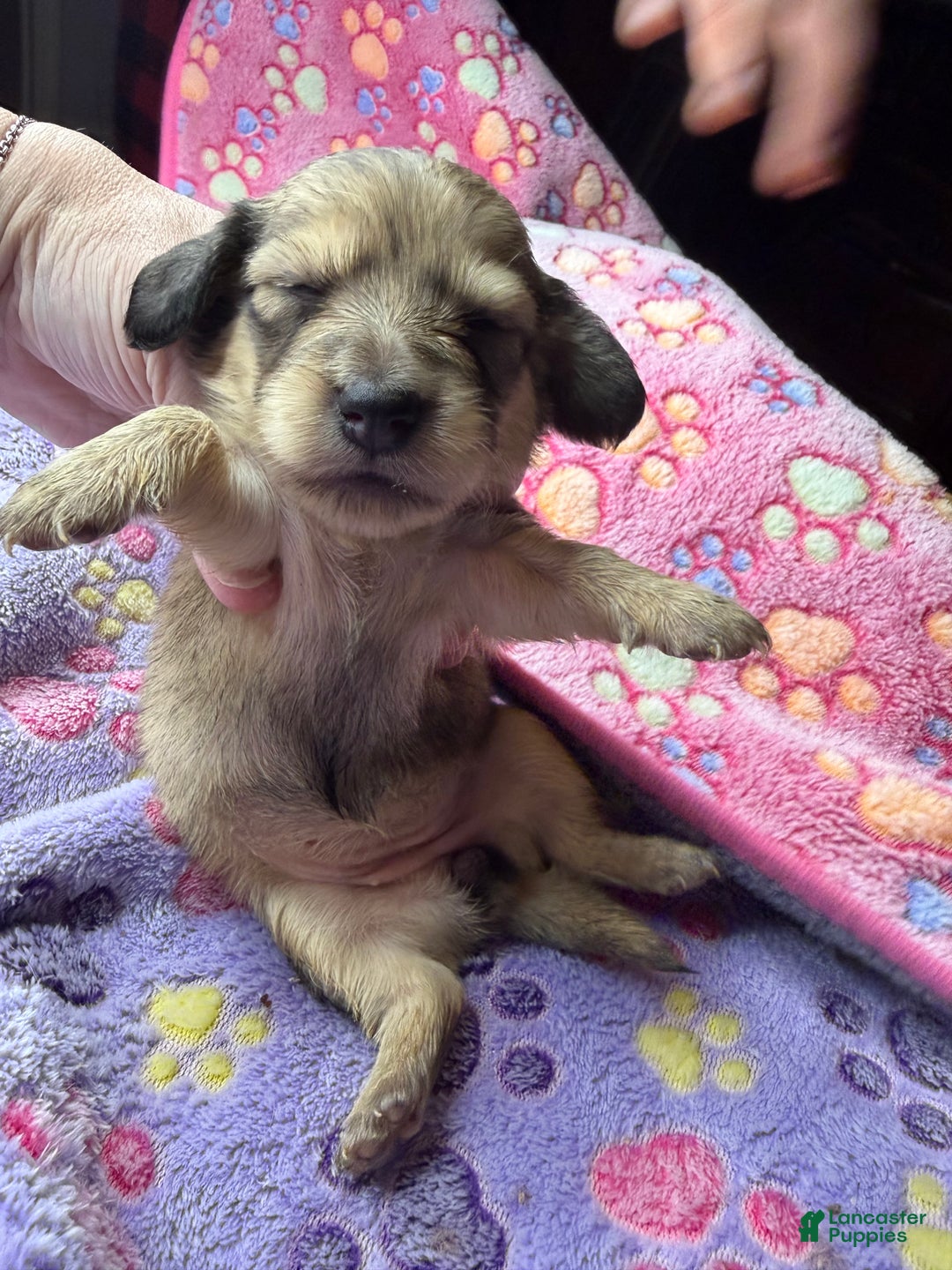 Miniature Dachshund dogs for sale: Cream - Ad 5