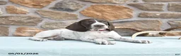 German Shorthaired Pointer dogs for sale: Flow  - Ad 3