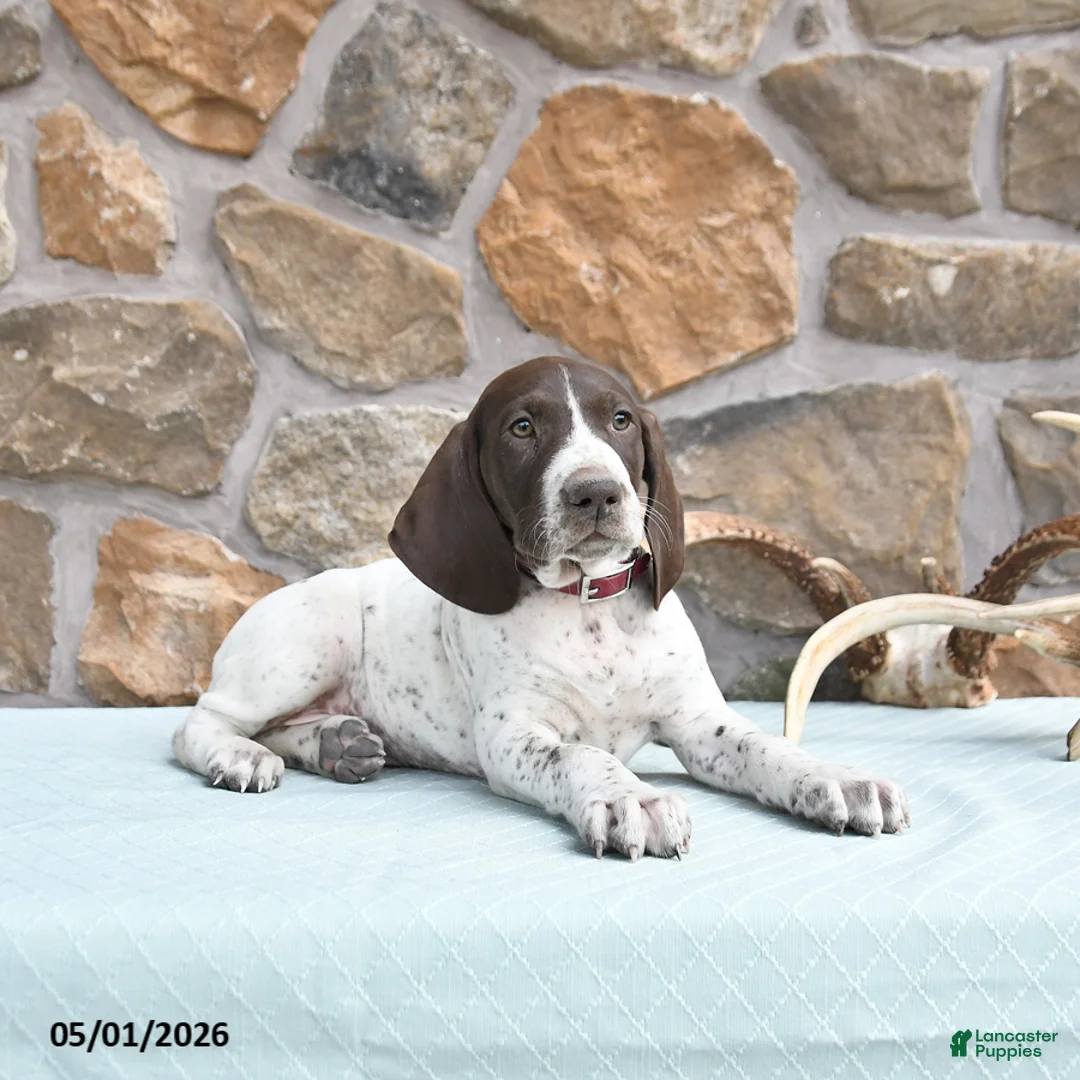 German Shorthaired Pointer dogs for sale: Flow  - Ad 3