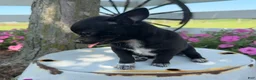 Chihuahua dogs for sale: Tony - Ad 5
