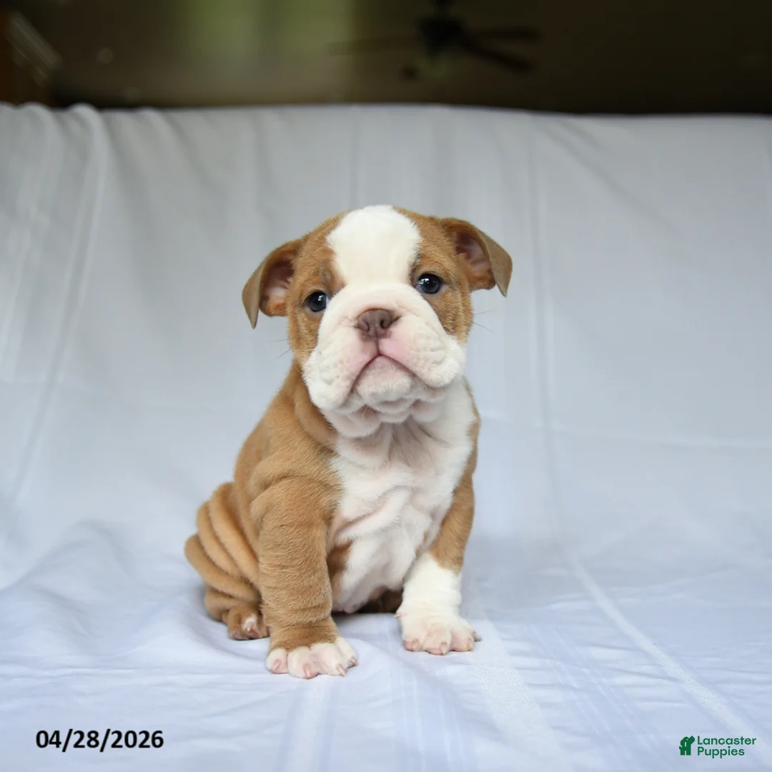 English Bulldog dogs for sale: Hazel - Ad 1