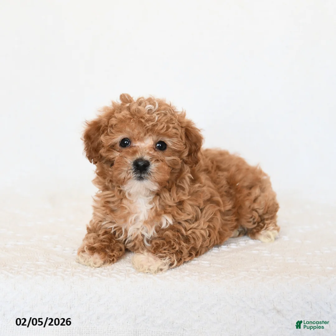 Miniature Poodle dogs for sale: Hero - Ad 3