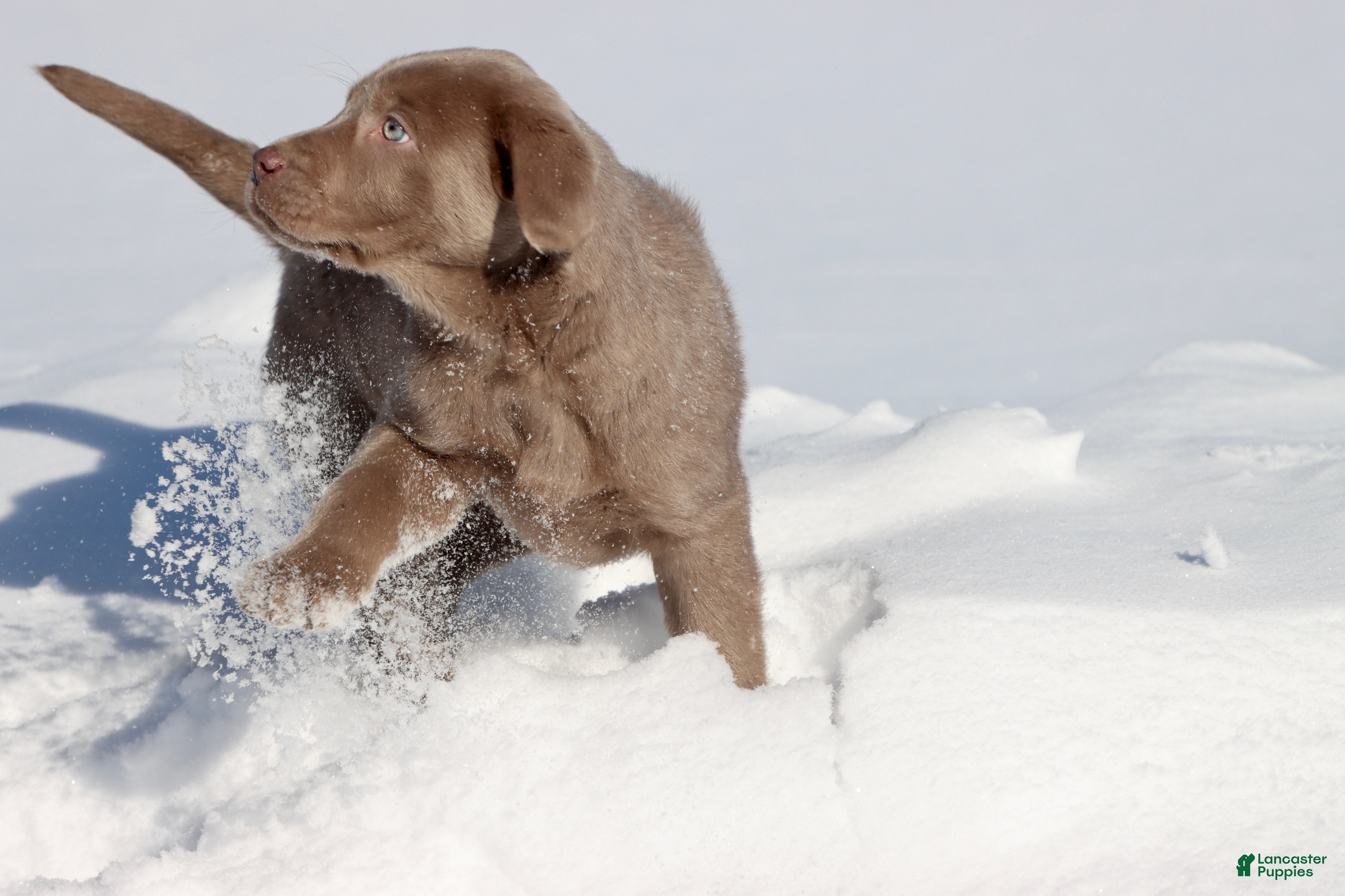 Labrador Retriever dogs Luna - Ad 13