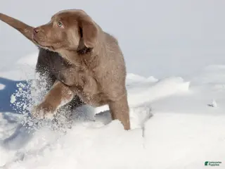 Labrador Retriever dogs Luna - Ad 13