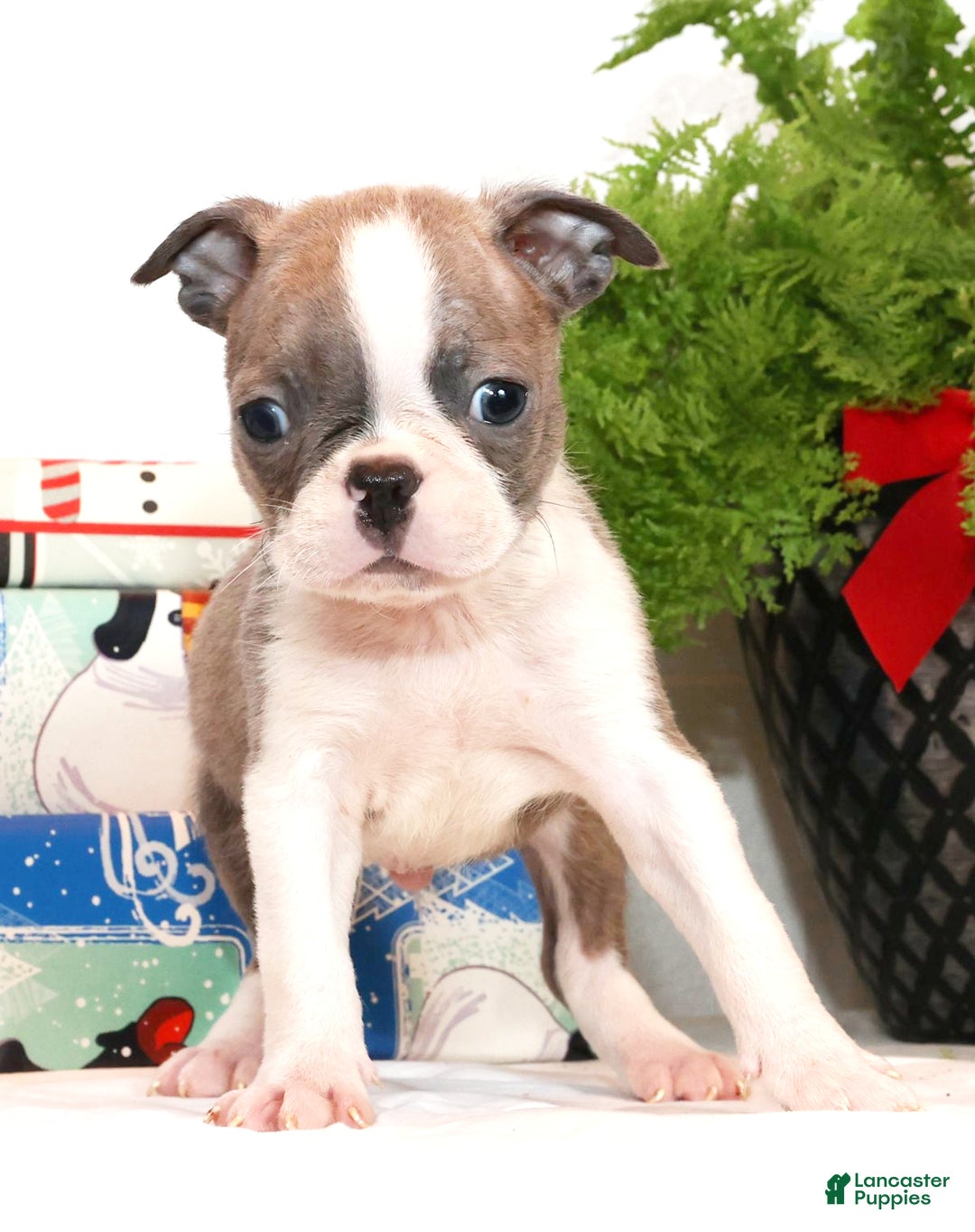 Boston Terrier dogs for sale: Cracker - Ad 3