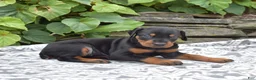 Doberman Pinscher dogs for sale: Skye - Ad 4