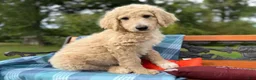 Labradoodle dogs for sale: Bobby (Boy) - Ad 5