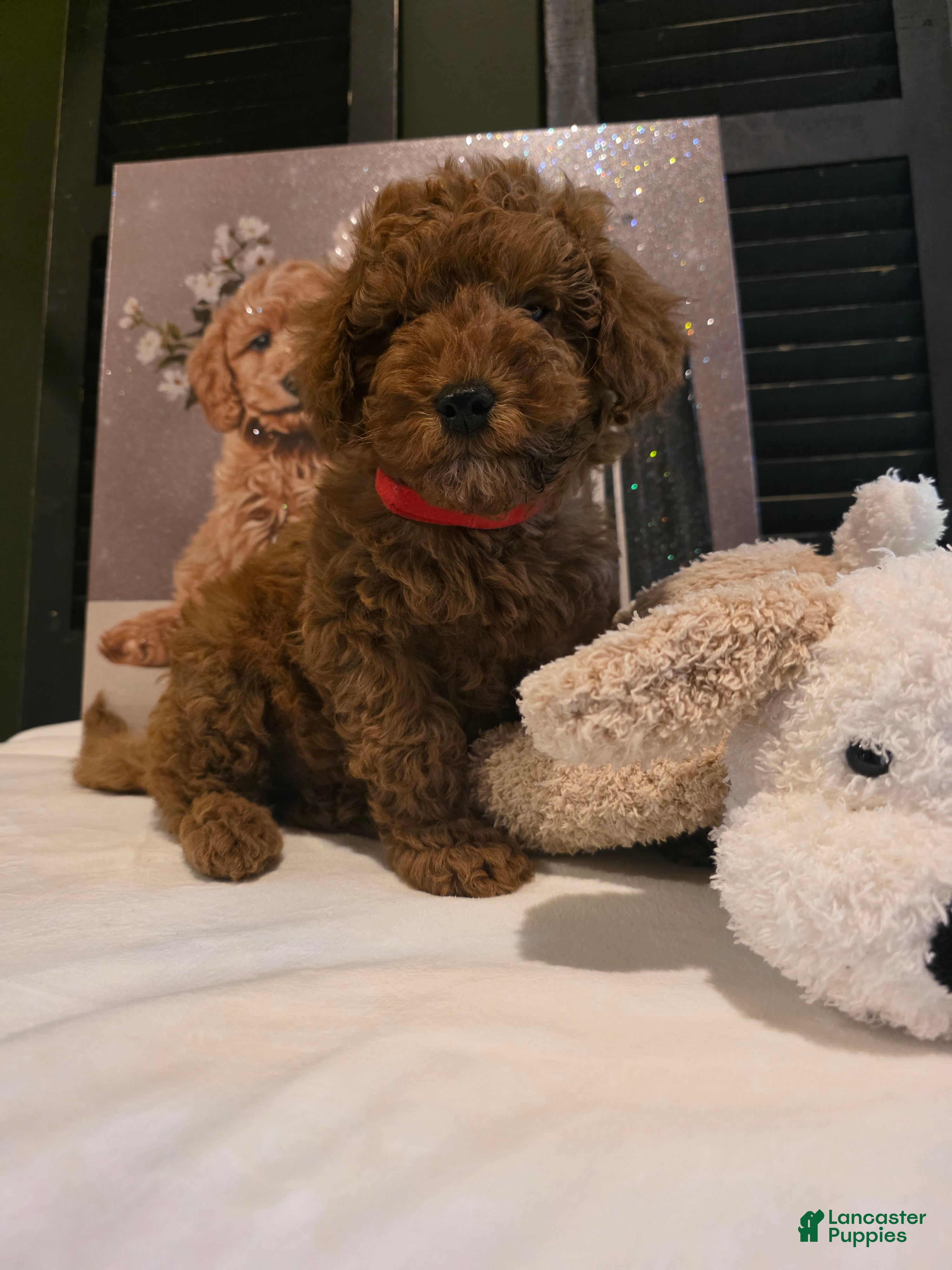 Miniature Poodle dogs Max  - Ad 2