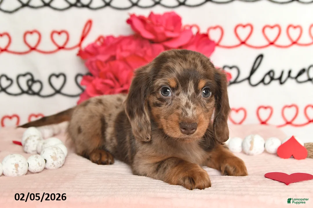 Miniature Dachshund dogs for sale: Harmony - Ad 5