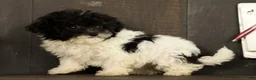 Havapoo dogs for sale: Twinkle - Ad 8