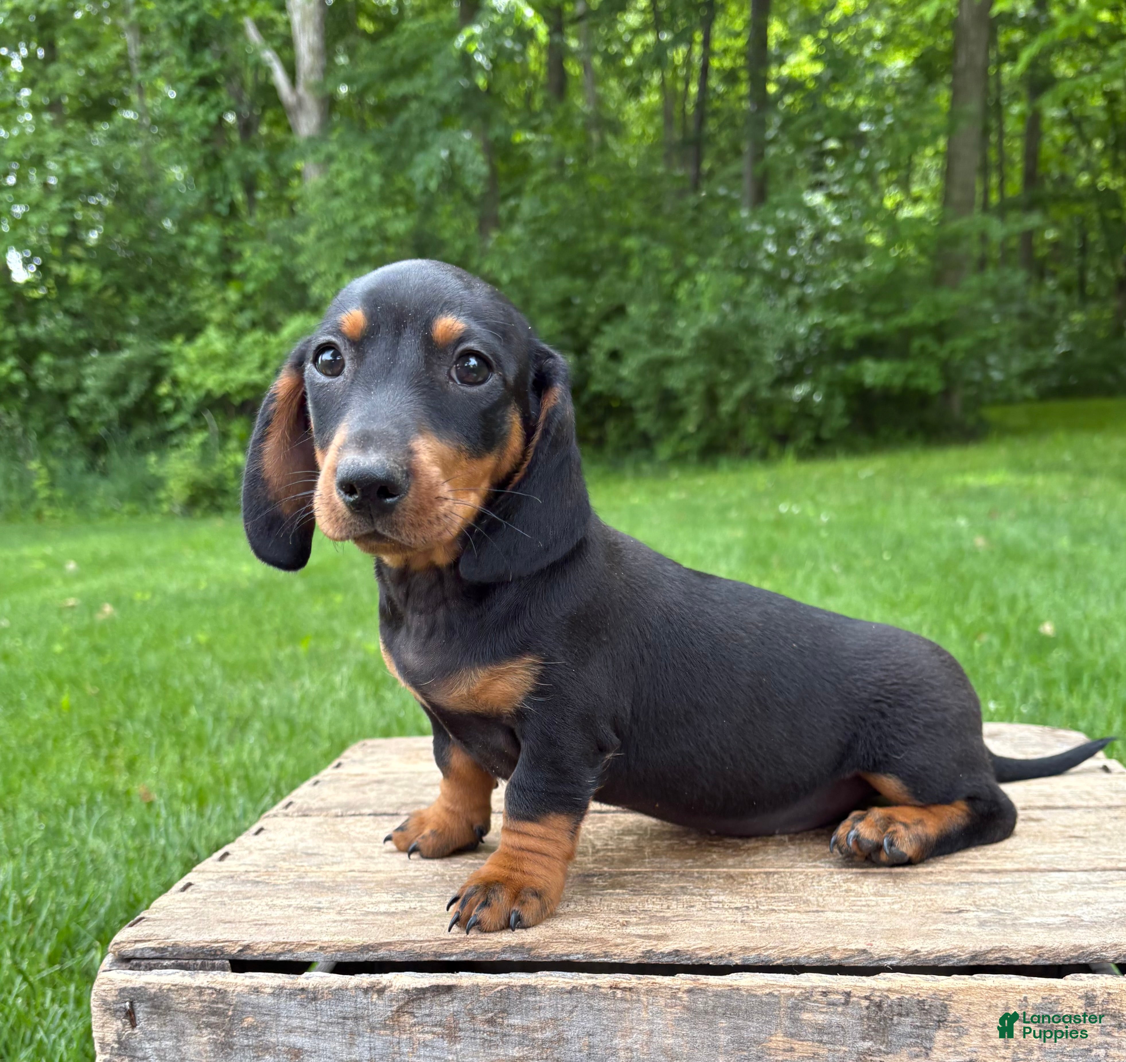 Miniature Dachshund dogs Hiram - Ad 1