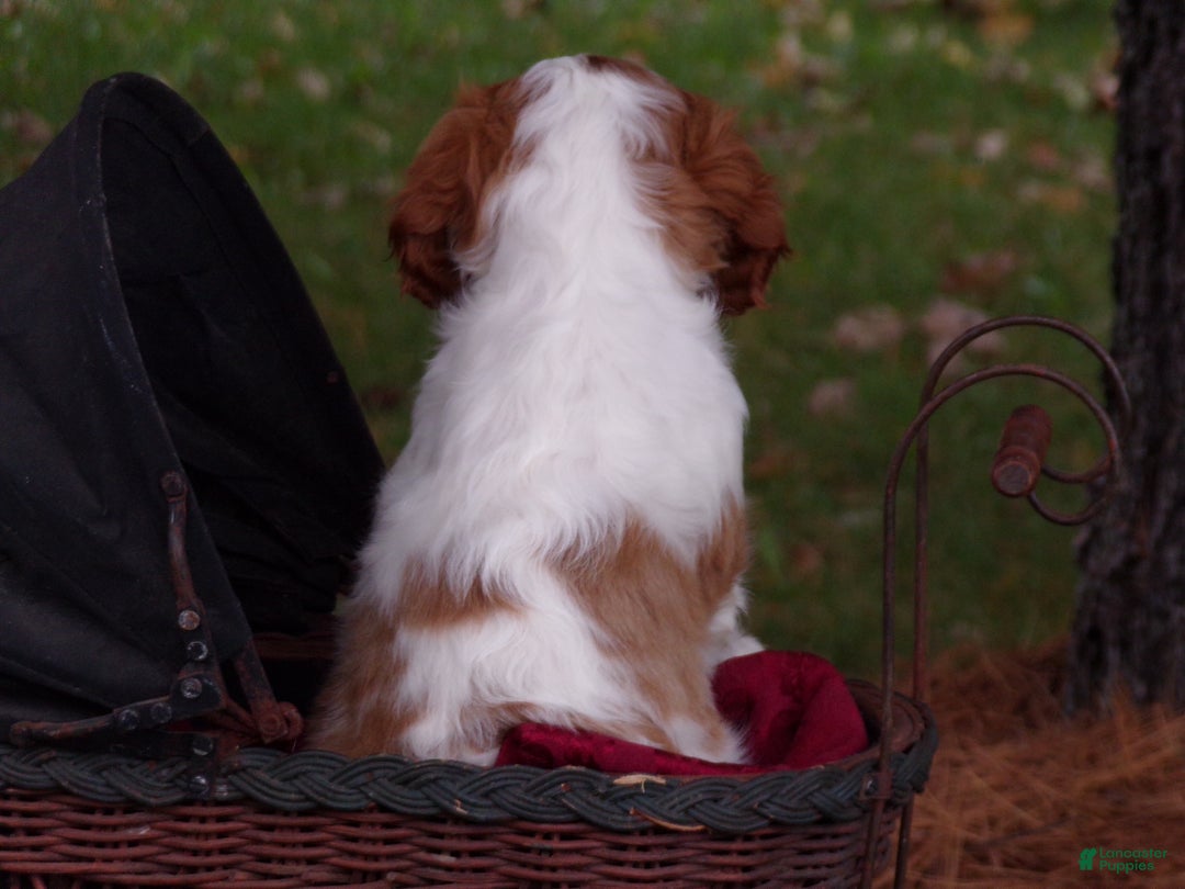 Cavalier King Charles Spaniel dogs for sale: Hugo - Ad 3