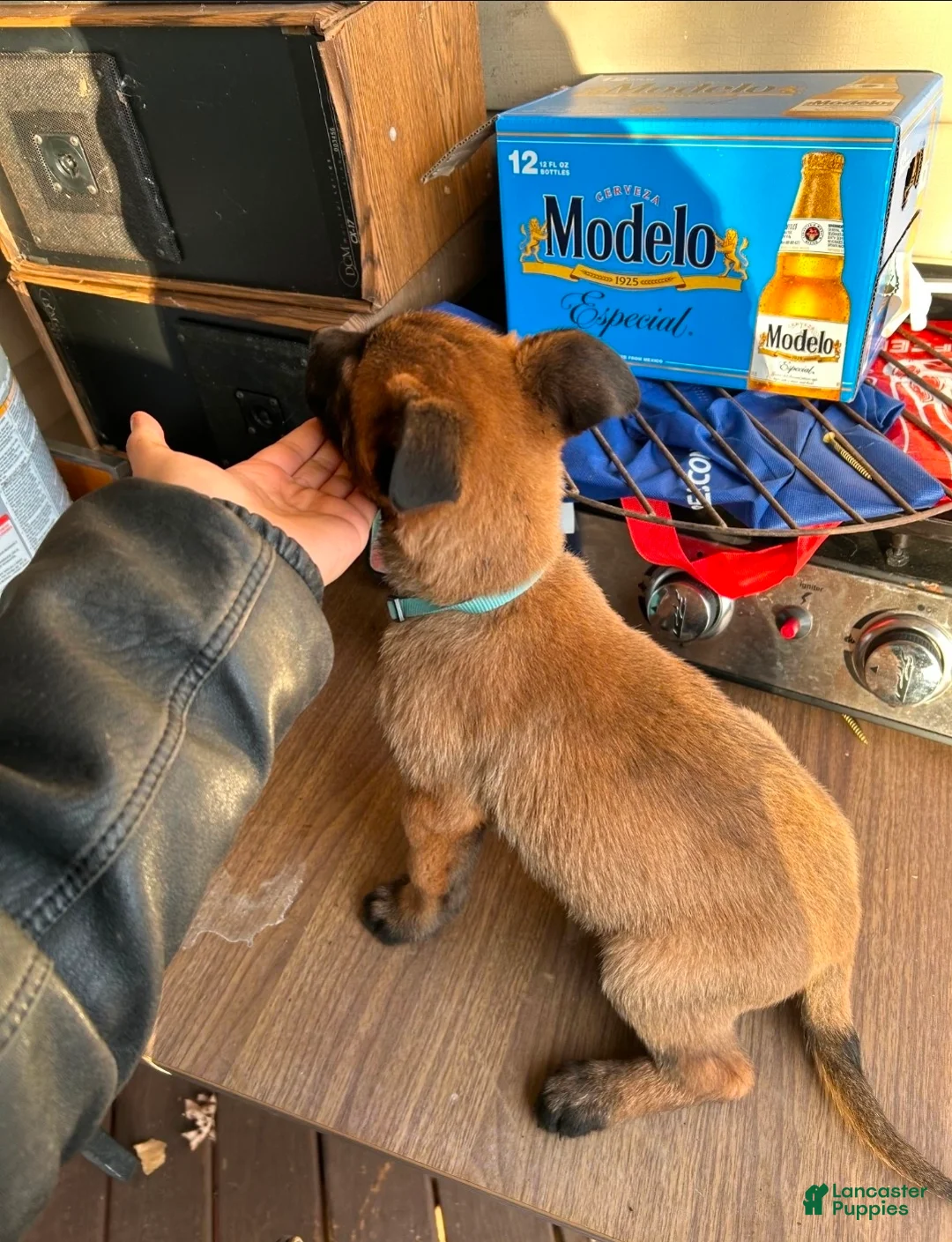 Belgian Malinois dogs for sale: Belgian Malinois Puppy 4 - Ad 2