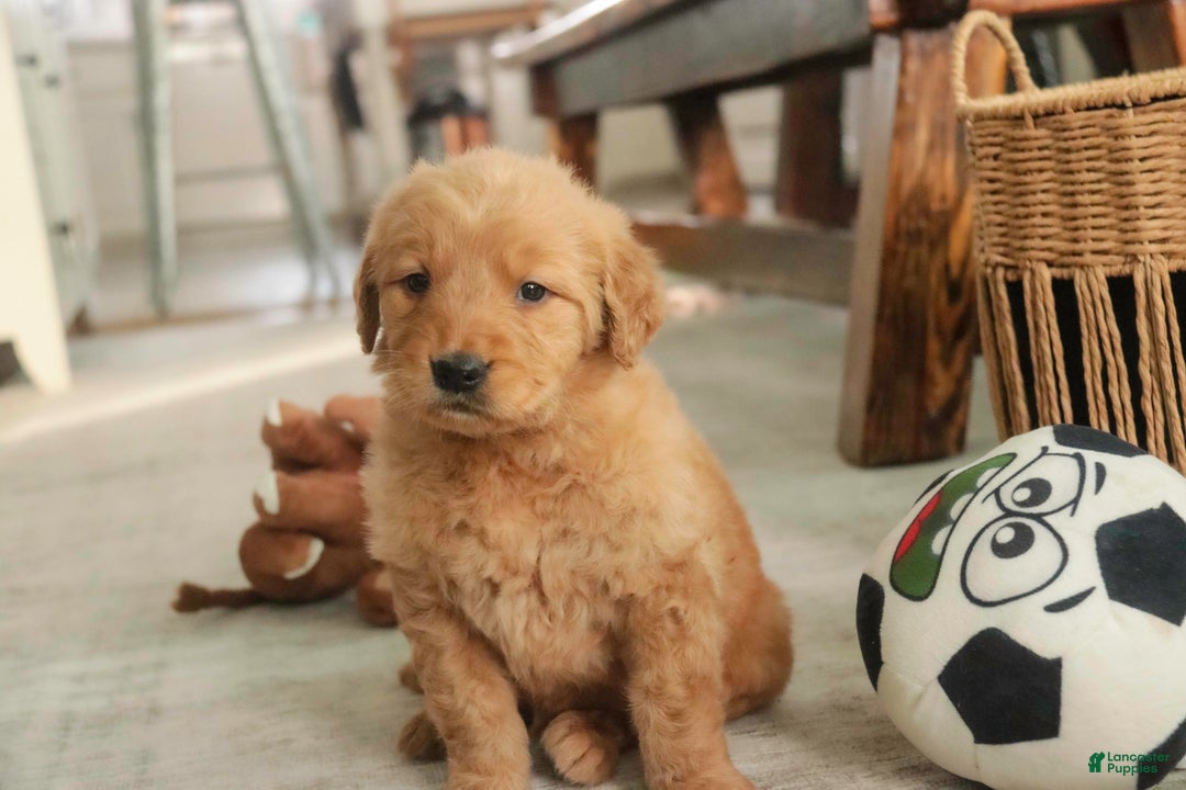 Golden Retriever dogs for sale: Sarge - AKC  - Ad 12