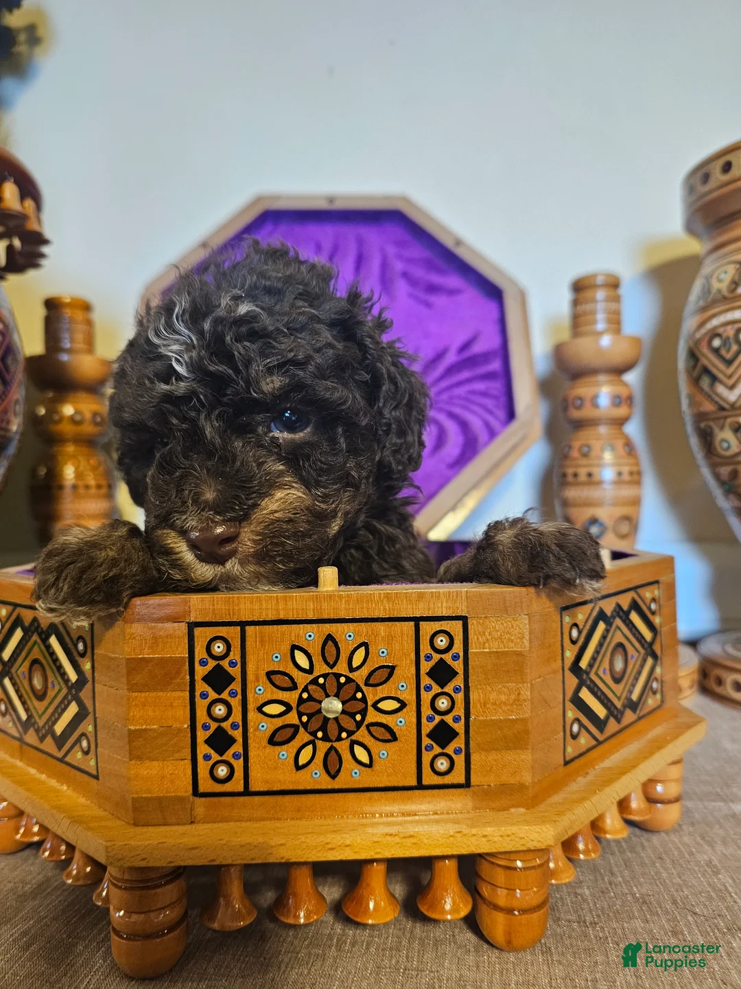 Mini Goldendoodle dogs for sale: Ash - Ad 6