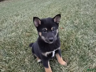 Shiba Inu dogs Max - Ad 14