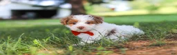 Yorkiepoo dogs for sale: Oreo - Ad 3