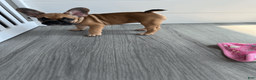 French Bulldog dogs for sale: COCOA - Ad 9