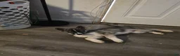 Siberian Husky dogs for sale: Nirtti - Ad 2