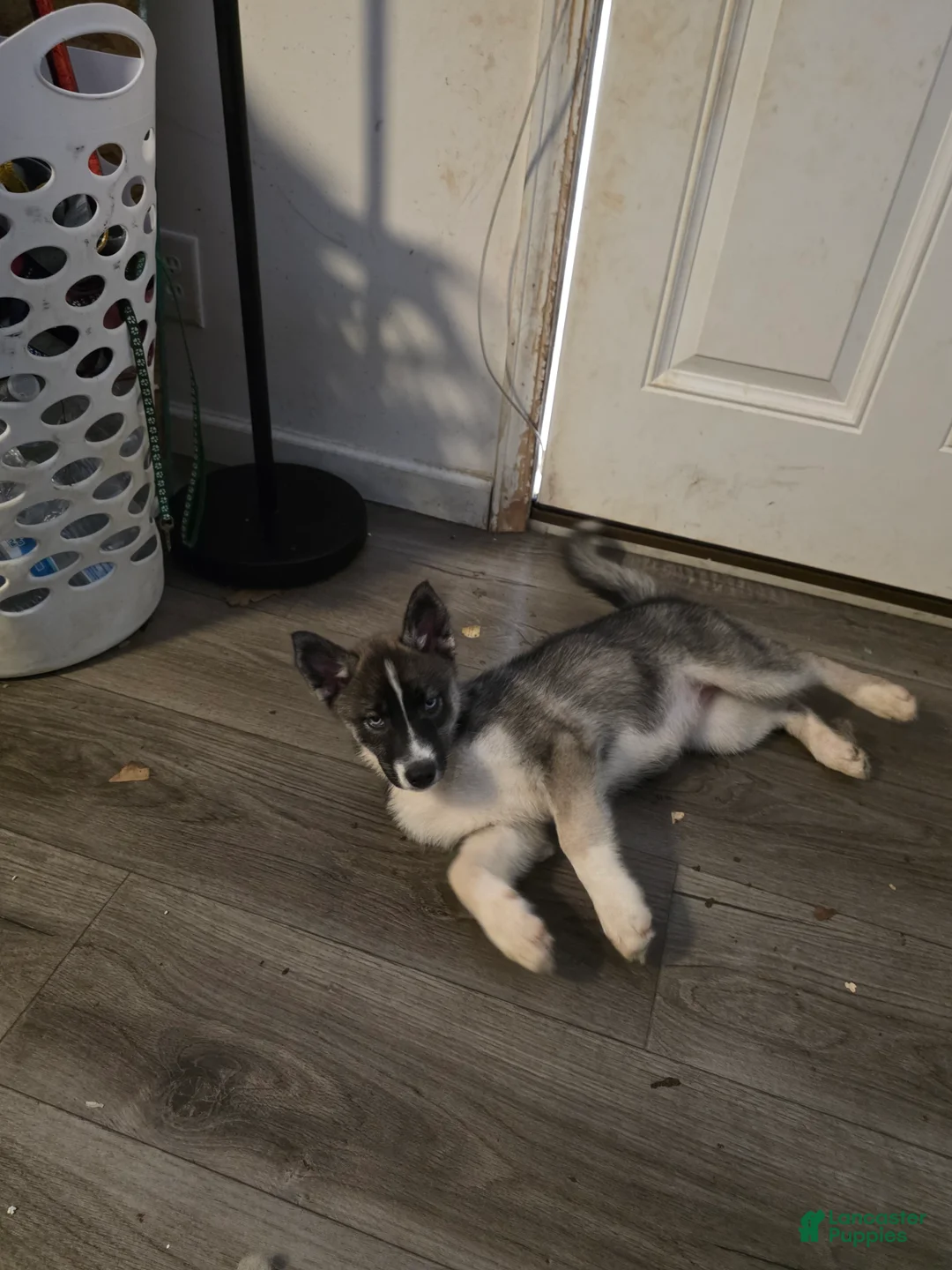 Siberian Husky dogs for sale: Nirtti - Ad 2