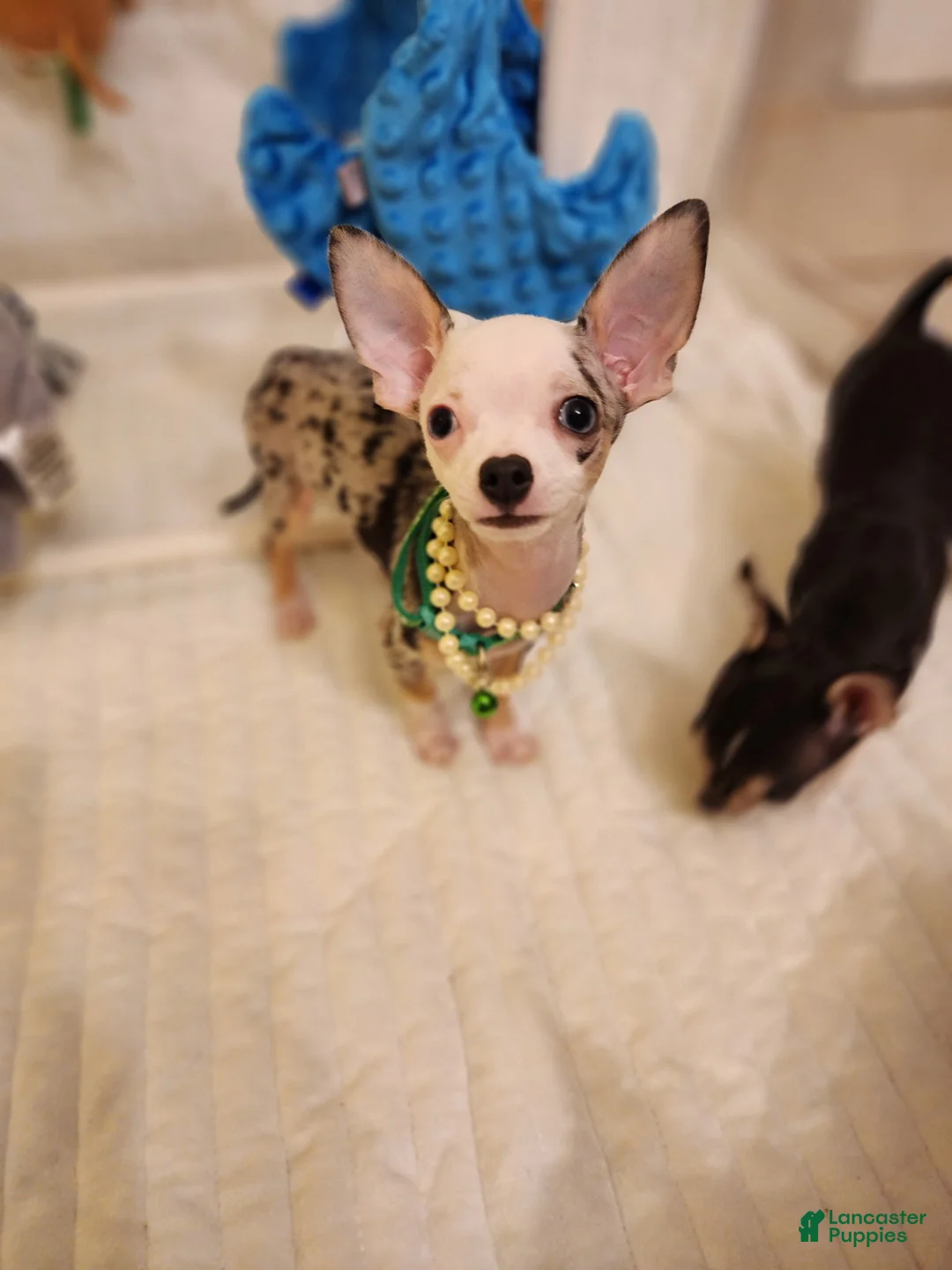 Chihuahua dogs for sale: Toy jojo - Ad 1