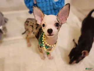 Chihuahua dogs for sale: Toy jojo - Ad 3