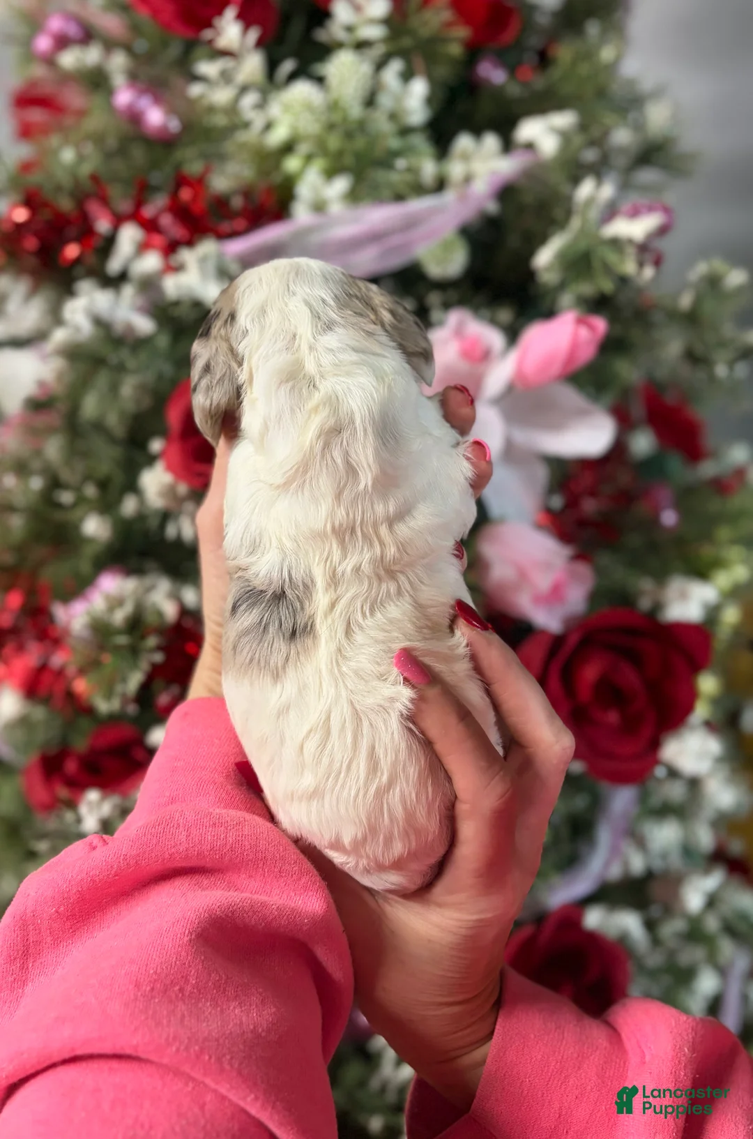 Cocker Spaniel dogs for sale: Cocker Spaniel Puppy 1 - Ad 2