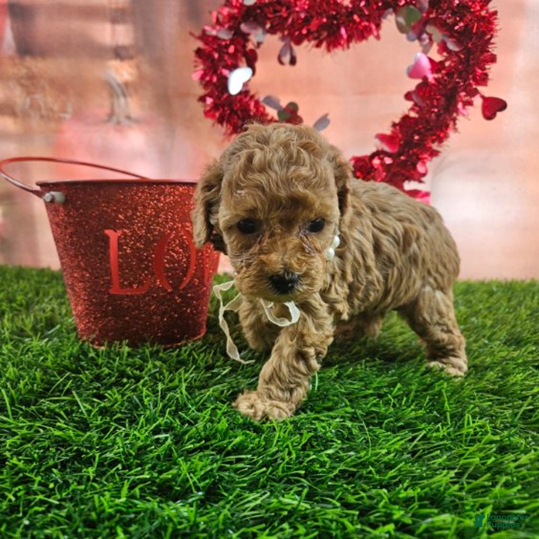Toy Poodle dogs for sale: Dora - Ad 7