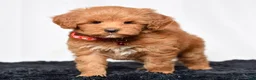 Mini Goldendoodle dogs for sale: Ms. Mackenzie  - Ad 5
