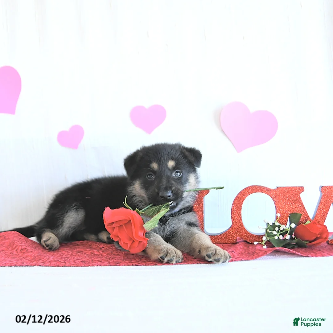 German Shepherd dogs for sale: Sabiya - Ad 1