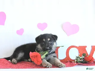 German Shepherd dogs Sabiya - Ad 14