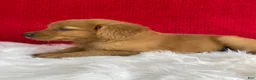 Golden Retriever dogs for sale: Piper - Ad 5