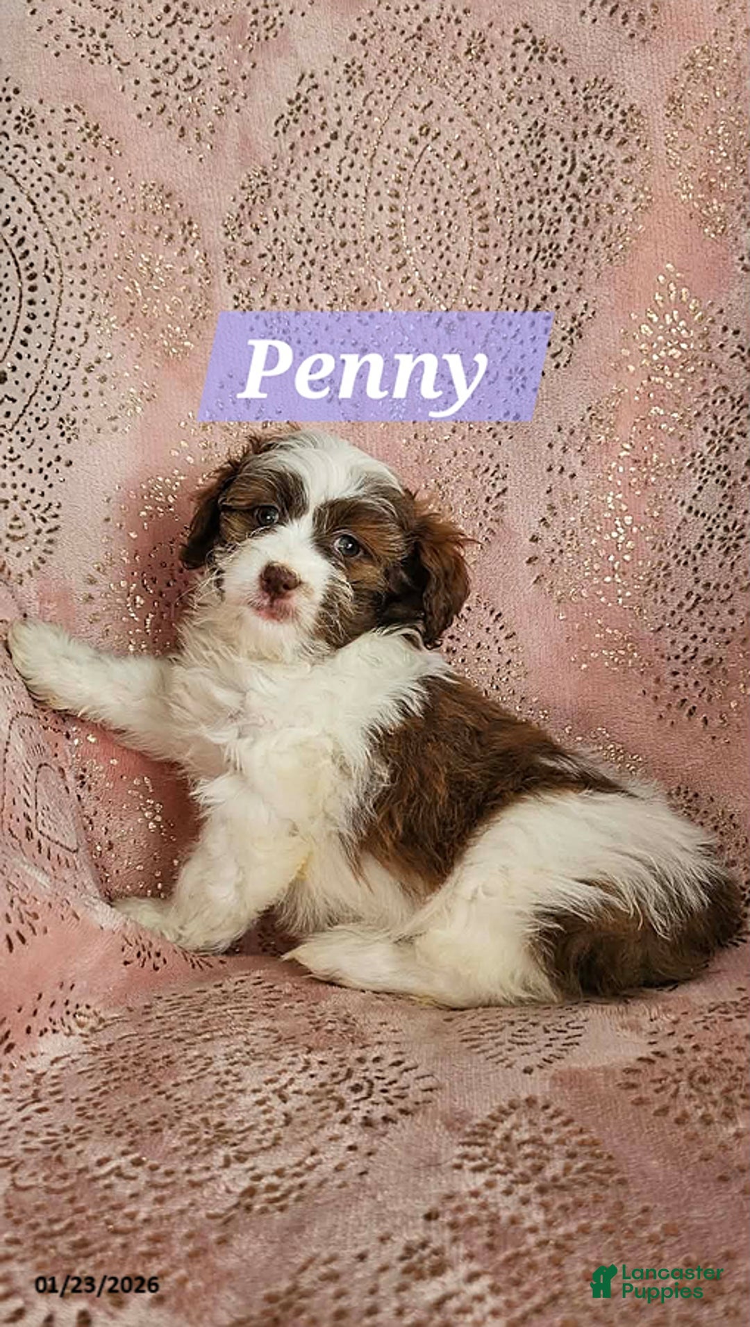 Shihpoo dogs for sale: Penny - Ad 5