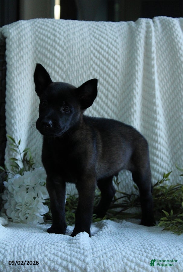 Belgian Malinois dogs Zeke - Ad 2