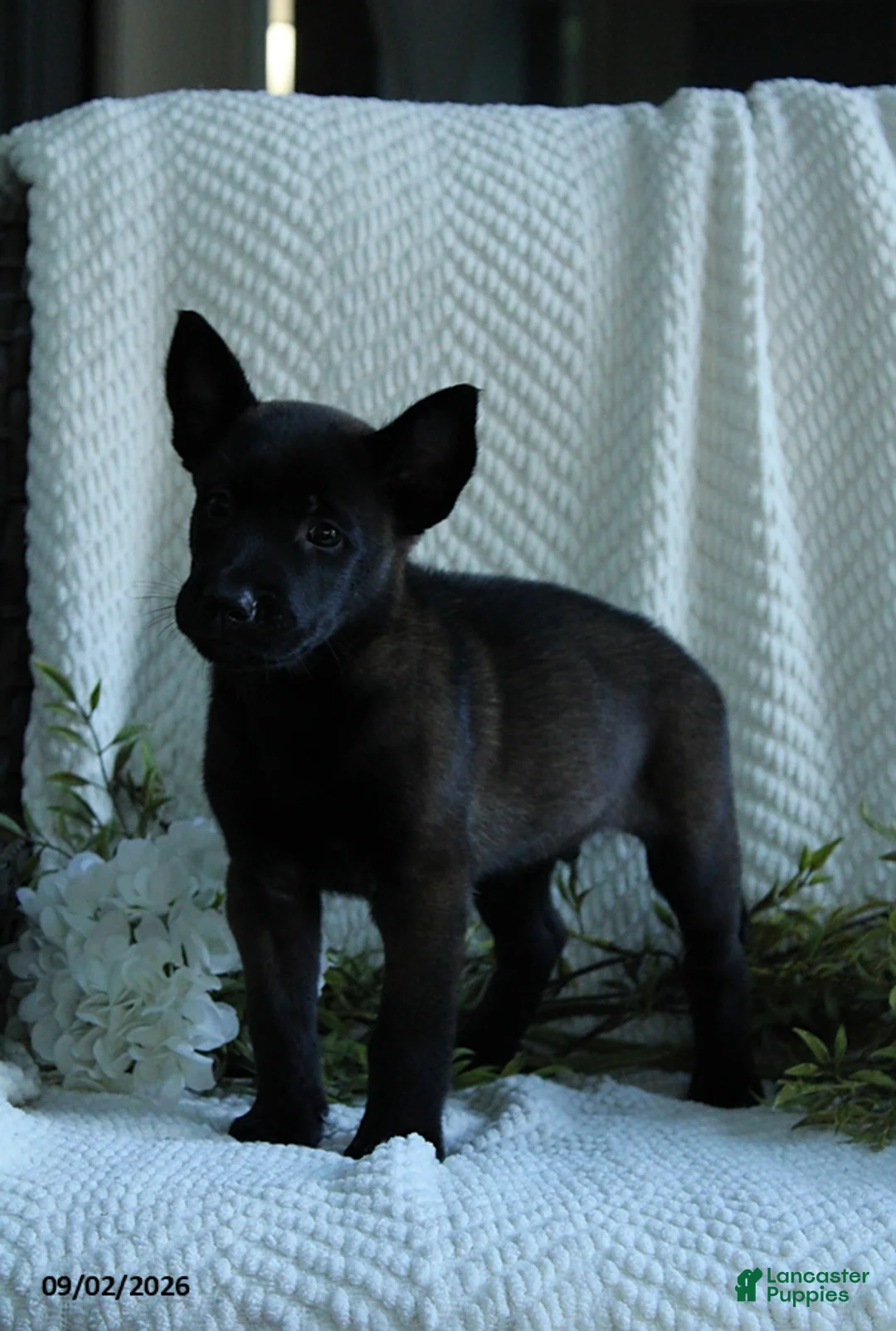 Belgian Malinois dogs for sale: Zeke - Ad 2