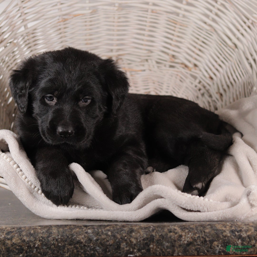 Mixed Breed dogs for sale: Connie - Ad 3