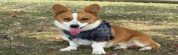 Welsh Corgi Pembroke dogs for sale: Ninny  - Ad 9