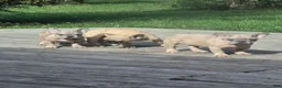 French Bulldog dogs for sale: French Bulldog 2 - Ad 4