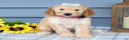 Standard Poodle dogs for sale: Maddie - Ad 3